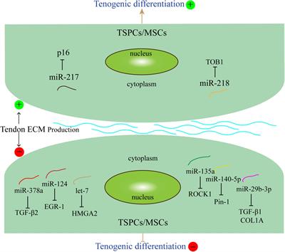 The Roles of MicroRNAs in Tendon Healing and Regeneration